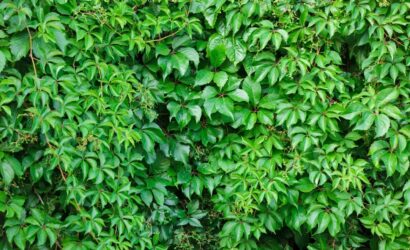 amerikan sarmaşığı