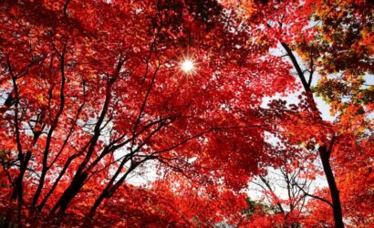 kırmızı yapraklı ağaç türleri