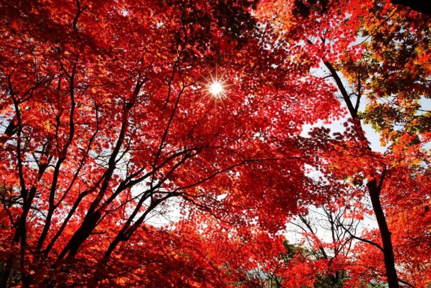 Kırmızı Yapraklı Ağaç Türleri Hangileridir? İsimleri ve Özellikleri 
