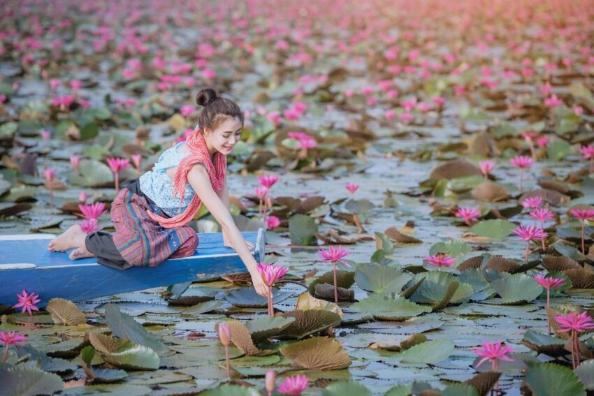 Lotus Çiçeği Özellikleri, Anlamı ve Hikayesi