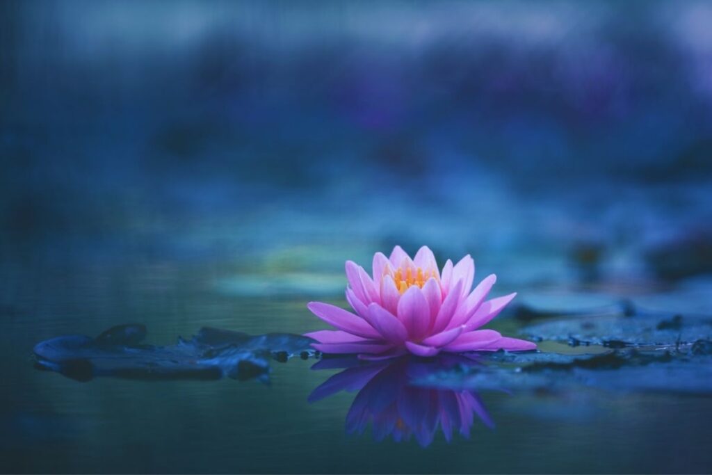 pembe lotus çiçeği