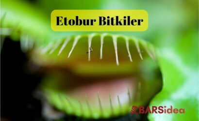 Etobur Bitkiler